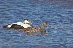 Eider 3